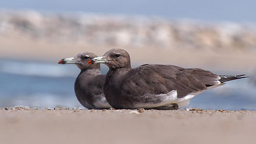 Sooty gull